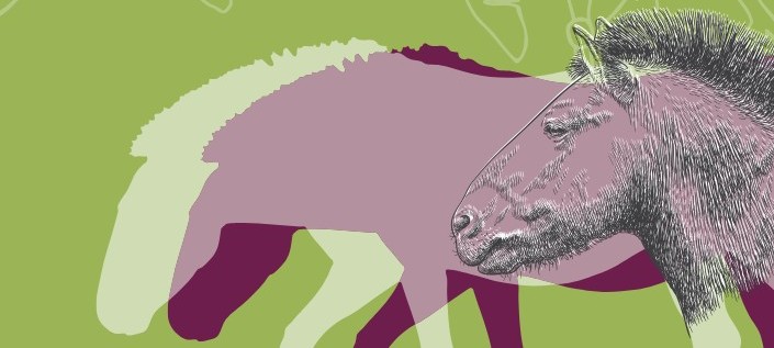 Hippographies : sur les ondes de RCF Radio