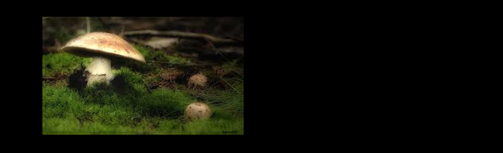 CINE DEBAT «SYMBIOSES»