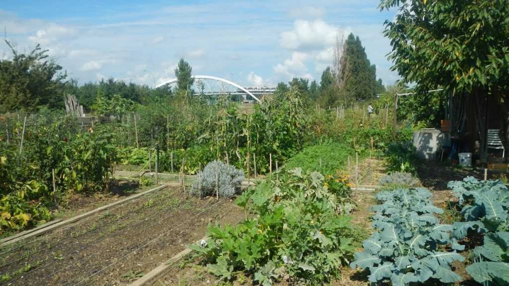 BOOM DE L’AGRICULTURE URBAINE