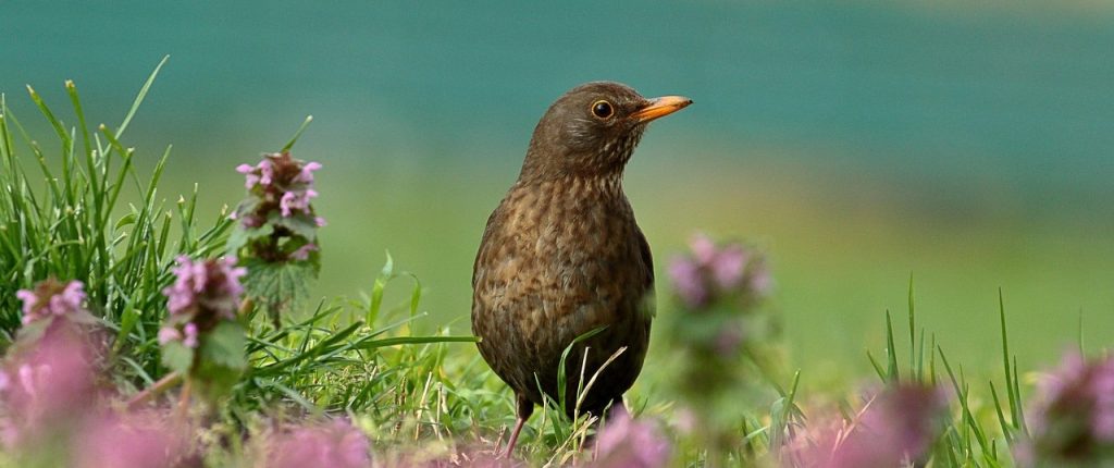 BALADE BIODIVERSITÉ – ENVT