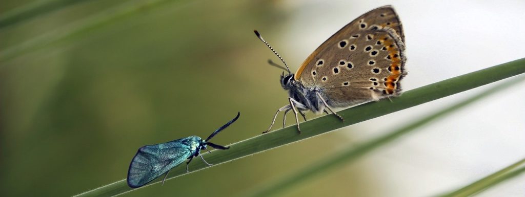 BALADE BIODIVERSITÉ – ENSA Toulouse