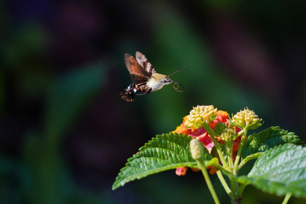 BALADE BIODIVERSITÉ – ISAE-SUPAERO