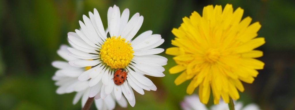 Découvrez les plantes du campus de l&rsquo;ENVT