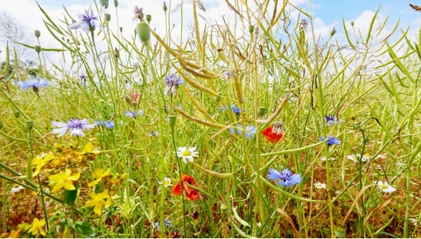 ATELIER BIODIVERSITE CPIE32