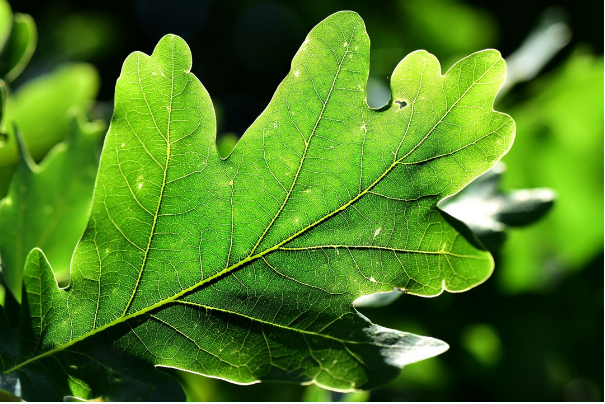 L&rsquo;ARBRE VIVANT PARMI LES VIVANTS